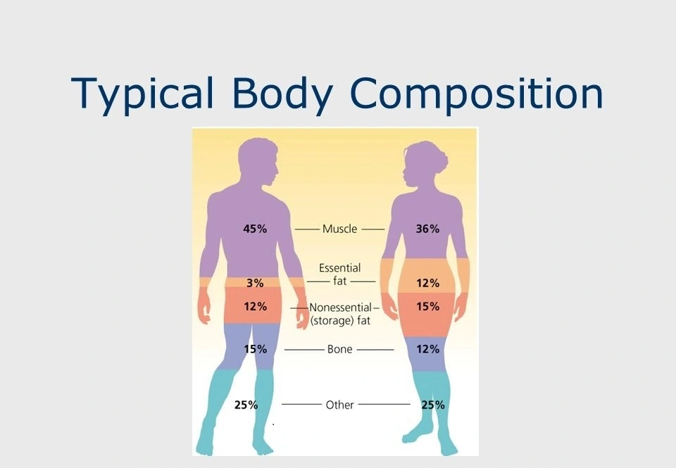 Discover Your Body’s True Story: Why Body Composition Analysis Matters